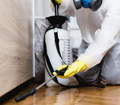 Professional Pest Control Solution by Amazing Carpet Cleaning Services
