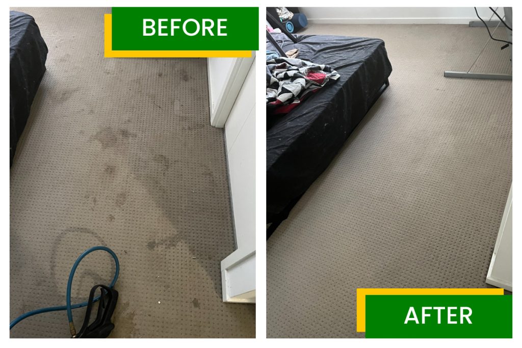 Carpet Cleaning Experts in Logan