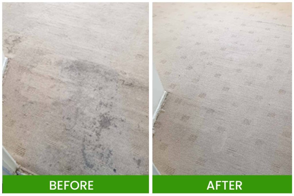Carpet cleaning services in Logan