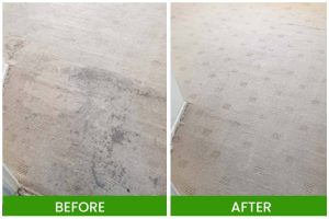 Carpet cleaning services in Logan